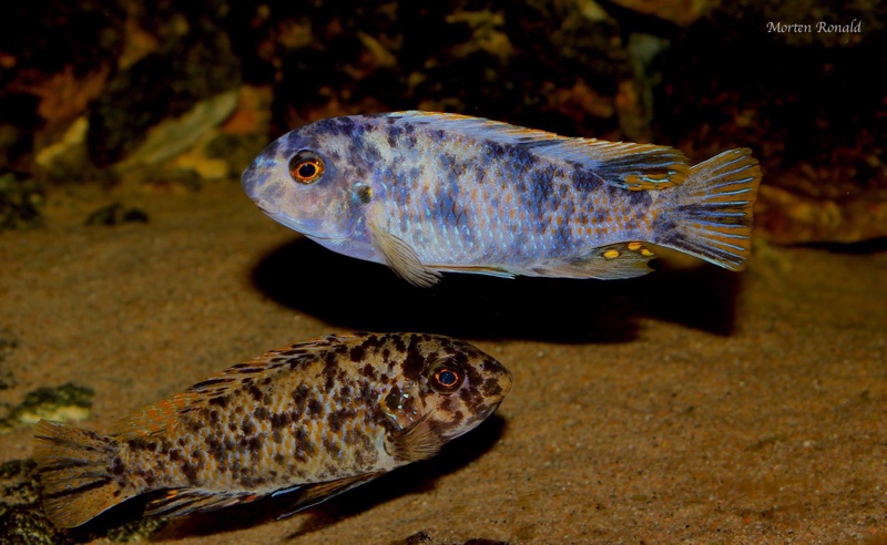 Labeotropheus fuelleborni 'Namalenje Island'